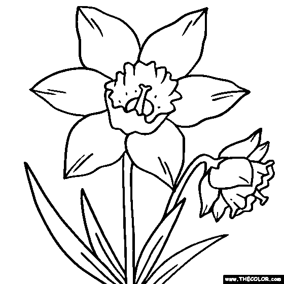 daffodil coloring pages for kids - photo #8