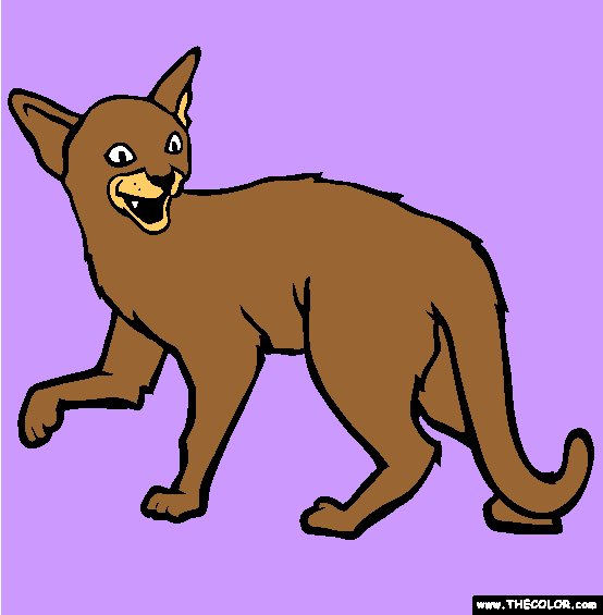 Abyssinian Cat Coloring Page