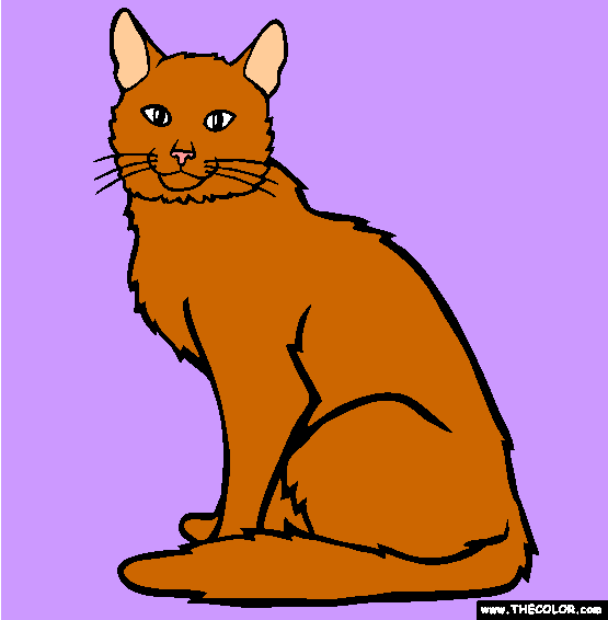 Somali Breed Cat Online Coloring Page