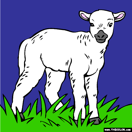 Baby Lamb coloring page | Color a Lamb, Sheep