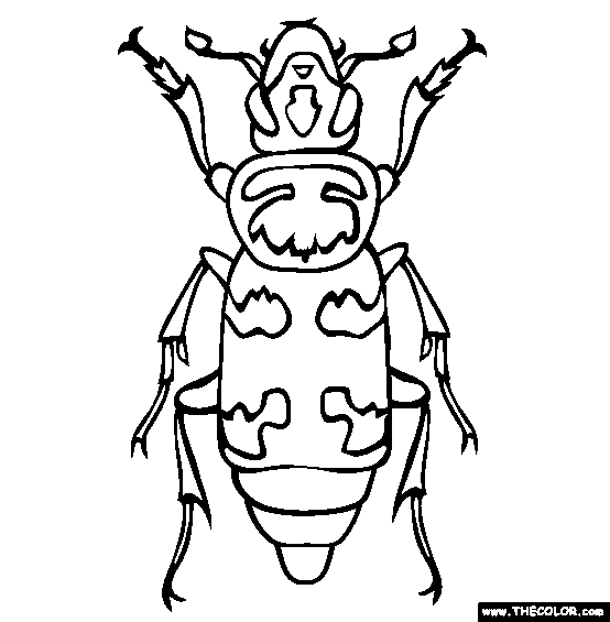 Burying Beetle Coloring Page