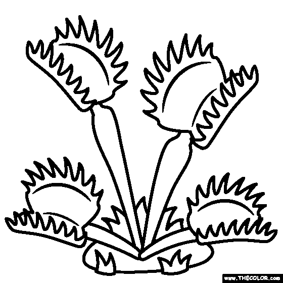 venus-fly-trap-coloring-pages